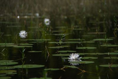 Close-up of lotus water lily in pond