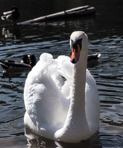 Swan swimming in lake