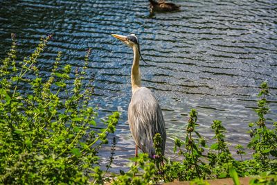 High angle view of gray heron by lake