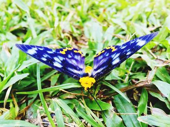 Close-up of butterfly on flower