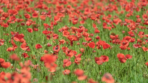 Close-up of red poppy flowers on field