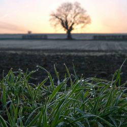 Grass growing on field against sky during sunset