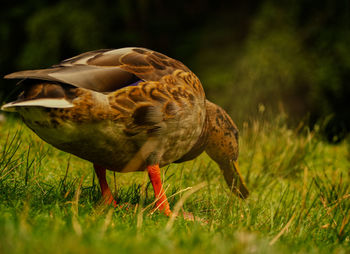 A duck into nature at summer with beautiful bokeh