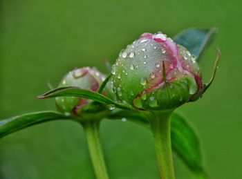 Close-up of raindrops on plant