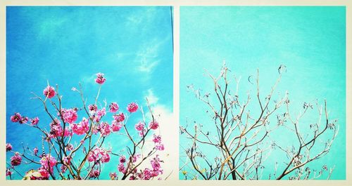 Low angle view of flowers against blue sky