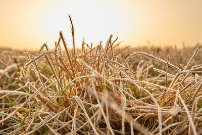 Close-up of frozen plant on field against sky during sunset