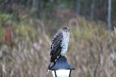 Close-up of bird perching on a tree