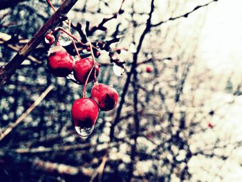Close-up of red berries growing on tree during winter