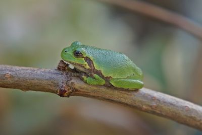 Close-up of lizard