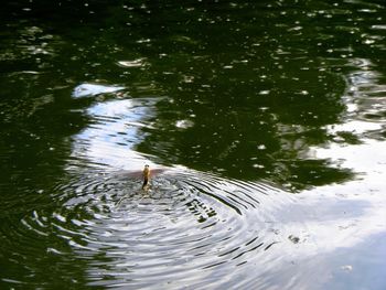 View of an animal in pond