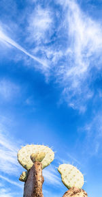 Low angle view of bread against blue sky