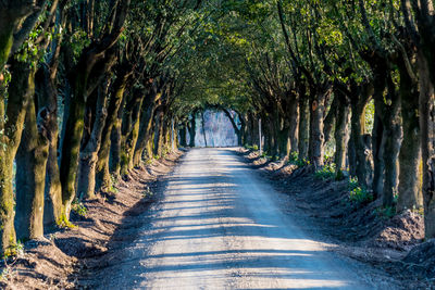 View of trees along road