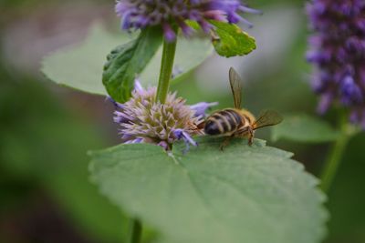 Close-up of insect on purple flower