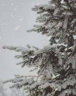 Pine trees on snow covered land against sky