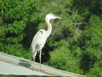 High angle view of gray heron perching on a tree