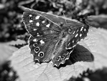 Close-up of butterfly on leaf