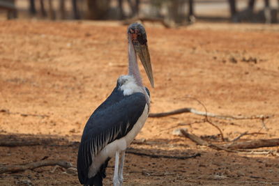 Close-up of bird