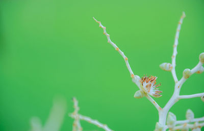 Close-up of red flowering plant