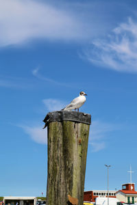 Low angle view of seagull perching on pole against sky