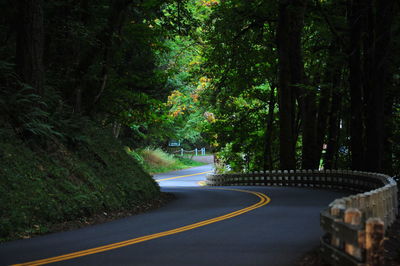 Empty road along lush trees