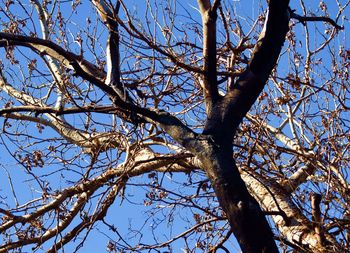 Low angle view of tree against sky