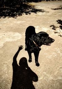 Shadow of dog on water