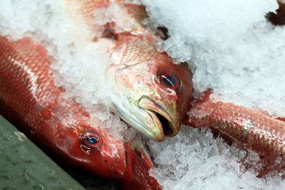 Close-up of dead fish on ice