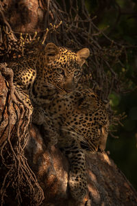Leopard cub and mother lie in tree
