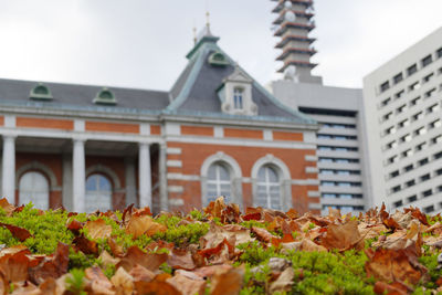 Low angle view of leaves amidst buildings in city