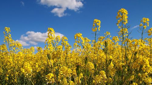 Yellow flowers growing in field