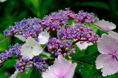 Close-up of purple flowering plants