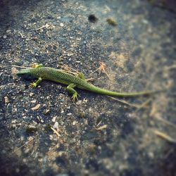 High angle view of lizard on rock