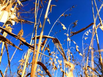 Low angle view of plants against sky