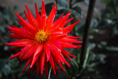 Close-up of red flower