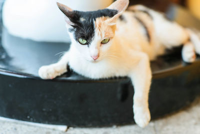 Close-up portrait of a cat