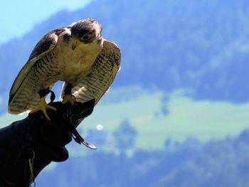 Cropped hand with hawk against sky