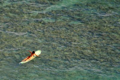 High angle view of fish swimming in sea