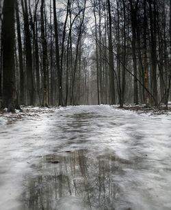 Bare trees on snow covered land during winter