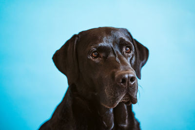 Close-up portrait of a dog looking away