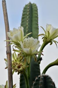 Close-up of flowering plant against sky