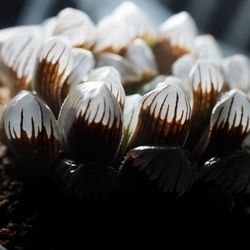 Close-up of shells on table