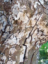 Full frame shot of tree trunk