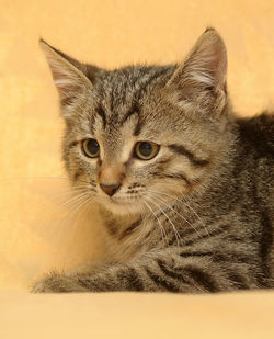 Close-up portrait of a cat