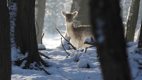 Deer on snow during winter