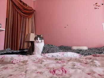 Cat sitting on a bed