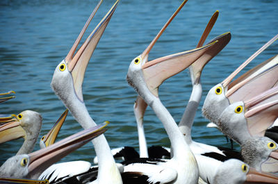 Close-up of pelican swimming in lake