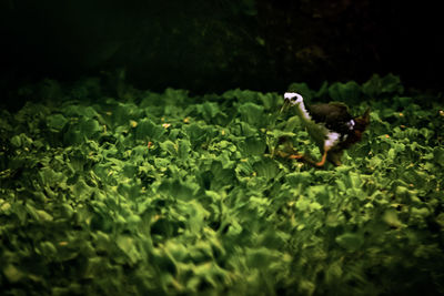 View of bird on field