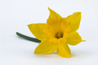 Close-up of flower over white background