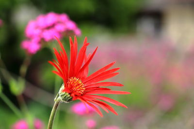 Close-up of pink flower