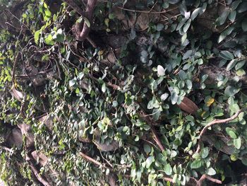 High angle view of ivy growing on field